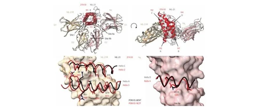 文献分享| Sci. Immunal.：针对肿瘤免疫治疗的白细胞介素IL - 21模拟蛋白的设计研究