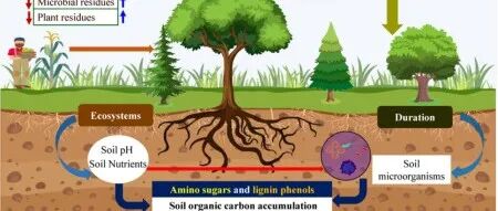 西北农林科技大学邓蕾研究员课题组揭示植物和微生物残体碳组分对全球变化的响应特征