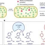 Nat. Chem. Biol. | 基于细胞选择性多重生物正交非经典氨基酸标记的新生蛋白质组学