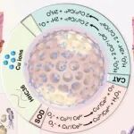Biomaterials丨西安交通大学憨勇/张兰共同研究构建双金属催化核壳纳米平台全面调控感染性糖尿病创面愈合