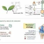 Biomaterials丨浙江大学刘安/吴浩波/李方财研究设计类铁载体抗菌膜涂层通过细菌类铁死亡预防人工关节感染并保留植入物