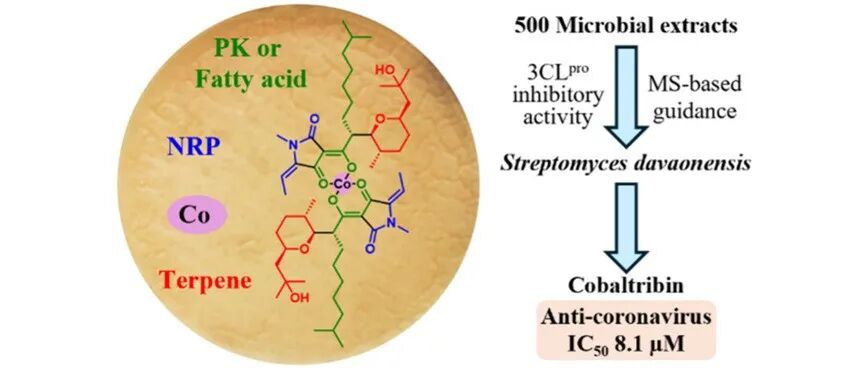阅读 JACS丨抗冠状病毒新颖含钴天然产物cobaltribin的发现与生物合成探究