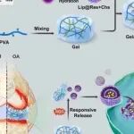 Biomaterials丨湖南大学王柯敏/何晓晓研究设计负载硫酸软骨素和白藜芦醇脂质体的可注射ROS响应性水凝胶缓解骨关节炎