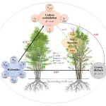 New Phytologist | 西北研究院在旱区灌木衰退死亡生理机制研究获新进展