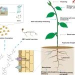 Mol Plant | 清华大学单晓昳团队联合湖南大学姚瑞枫团队综述植物激素独脚金内酯研究进展