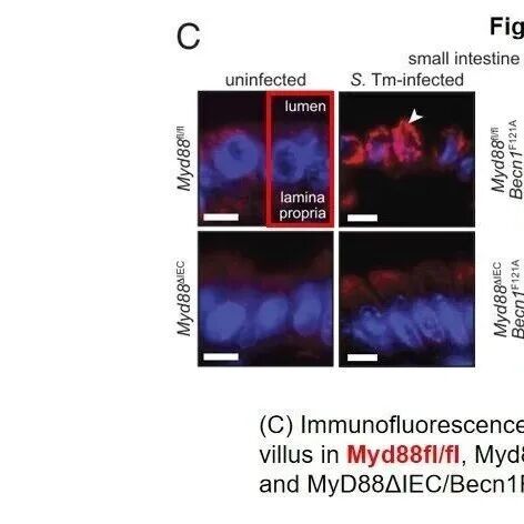 为所欲为？黑照片随便用！院士领衔发表的Science、Cell子刊及PNAS等6篇文章涉嫌图片使用混乱