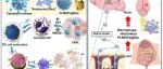 Sci Adv丨电子科技大学缪养宝/石毅团队挂锁设计的MOFs触发“雪崩效应”，增强细胞凋亡并抑制中枢神经系统淋巴瘤转移
