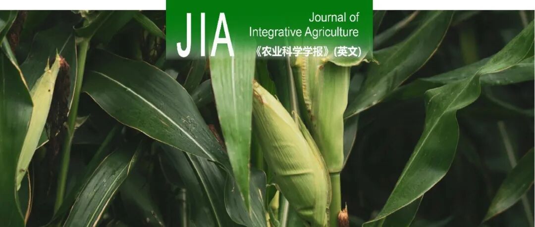 JIA | 山东农业大学刘鹏课题组揭示合理的耕作方式和施肥优化小麦-玉米轮作体系碳足迹和能量效率