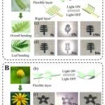烟台大学《CES》：光热驱动的BOPP/石墨烯双层致动器，用于可编程3D成型和水陆两栖机器人