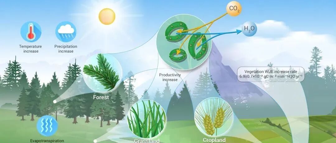The Innovation Geoscience | 青藏高原土壤碳库的“推进器”：植被水分利用与土壤固碳之间的“上下联动”