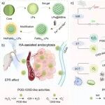 Angew：Fe-O-Mo位点激活的纳米酶用于实现双酶/上转换协同催化抗癌治疗