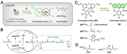 JACS|细胞内自由基聚合的生物光双重作用