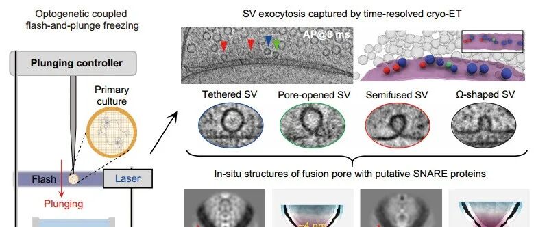 中国科学技术大学最新Science