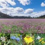 武汉植物园研究团队在《Journal of Ecology》发文揭示共享传粉者在群落内植物间接相互作用中的驱动机制