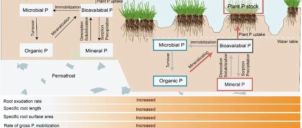 植物所杨元合团队《Nature Climate Change》最新研究成果！首次报道生态系统磷循环关键过程对冻土融化的响应规律