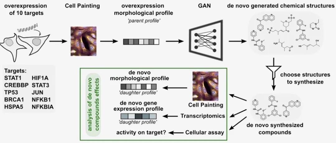 bioRxiv｜拜耳团队：基于表型指导的生成式AI在新药发现中的大规模实验验证