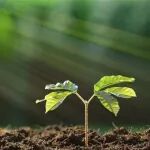 我国植物科学领域连发两篇Nature Plants