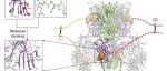 JCI | 中国科学院生物物理研究所卜鹏程课题组与合作者共同揭示调控PRMT5-MEP50异八聚体组装的重要机制