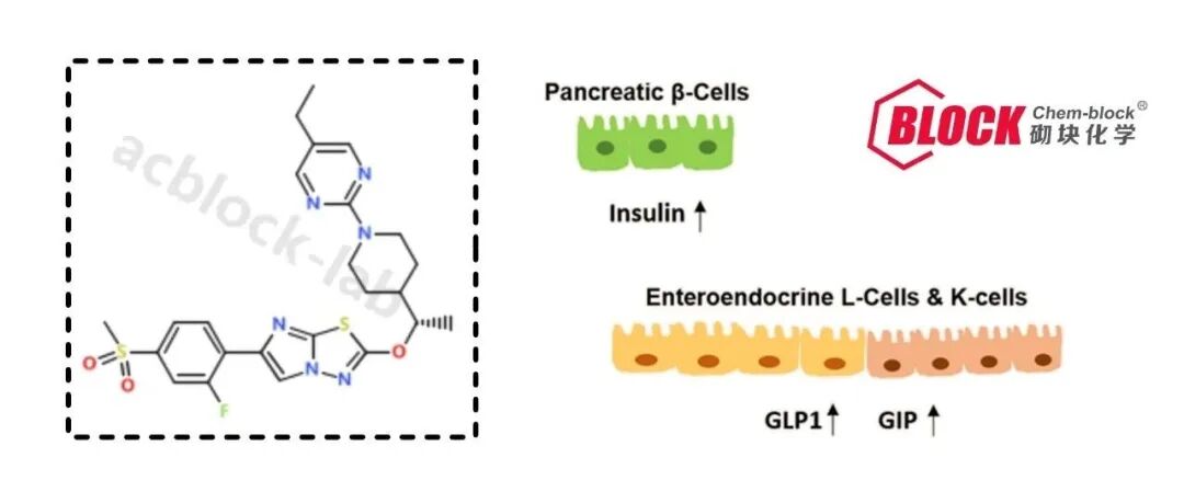 Mankind Pharma | MKP10241——GPR119 新型激动剂，突破代谢疾病治疗瓶颈