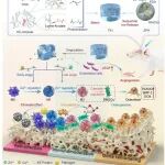 Adv. Mater：时间性免疫调节型水凝胶可调节免疫-成骨级联以实现感染性骨缺损再生