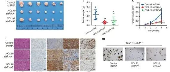 复旦大学卫功宏等团队合作最新Nature子刊
