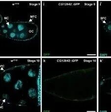 华南师范大学邓惠敏/余小强/冯启理合作最新Nature子刊