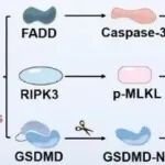 Biomaterials丨山东大学李春霞等研究设计益生菌与氢氧化铈锰纳米粒协同纳米生物复合材料增强癌症免疫治疗效果