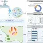 中山大学舒龙飞课题组Environ. Int.：阿米巴影响饮用水系统中抗生素耐药基因的多样性与最终命运