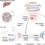 J Hepatol丨广州医科大学刘铭等发现FOXM1/CEBPB轴驱动靶向细胞状态可塑性破坏了肝细胞癌的发育异质性和治疗耐药性
