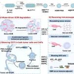 Biomaterials：工程化细菌外膜囊泡可通过重塑肿瘤基质和靶向递送CD73 siRNA增强肿瘤免疫治疗