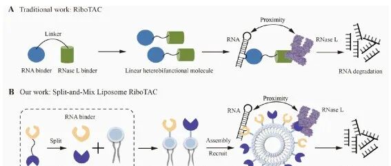 JACS|通过LipoSM-RiboTAC纳米颗粒靶向RNA降解：用于癌症治疗的多功能平台