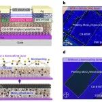 苏州大学张晓宏团队，最新《Nature Electronics》！