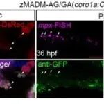 PNAS丨李礼团队发现Ikzf1/Myb复合体通过lncRNA irf8-2调控中性粒细胞发育
