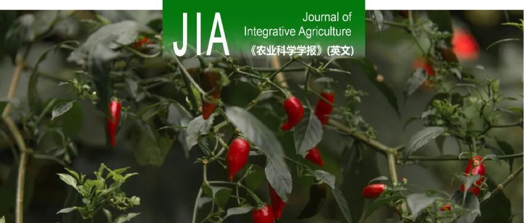 JIA | 中国科学院微生物研究所庄文颖课题组 盖姆斯木霉TC959通过综合作用减轻辣椒幼苗猝倒病并促进植株生长的机制研究