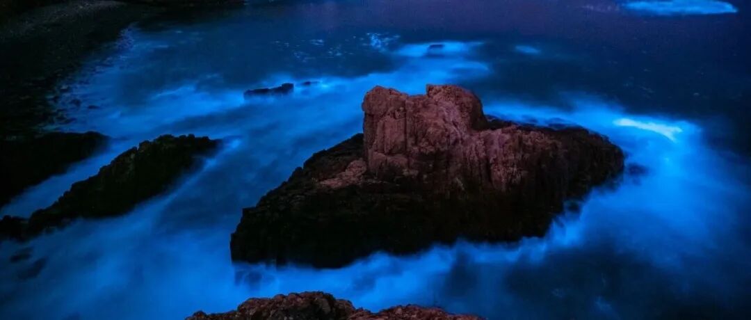这种夜里发着蓝色荧光的美景，竟是养殖户最不愿看到的“噩梦”