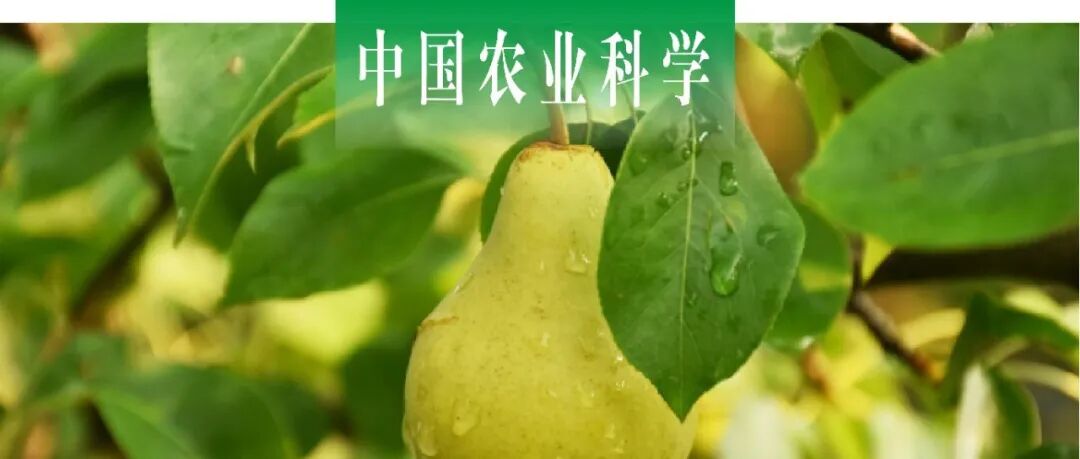 中国农业科学｜新疆农业大学温玥课题组基于转录组和蛋白质组揭示库尔勒香梨萼片脱落的分子机制