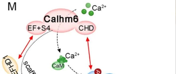 Adv Sci | 西安交通大学耿晶团队揭示离子通道免疫调控新机制