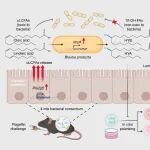 Cell Host & Microbe | 中国科学院分子细胞科学卓越创新中心宋昕阳研究员受邀专评宿主-微生物组跨界通讯新机制