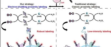Analytical chemistry|电子穿梭机制驱动邻近标记从临床标本中揭示卵巢癌肿瘤标志物特征
