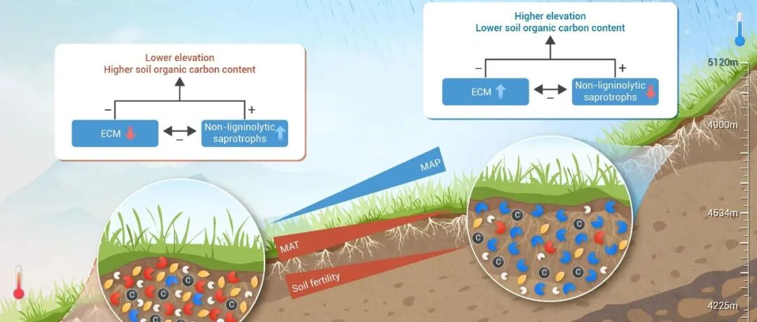 The Innovation Geoscience | 真菌功能群落之间的生态博弈决定高寒生态系统的土壤碳命运