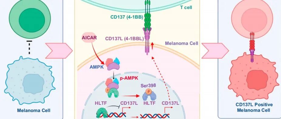 复旦大学揭示AMPK调控4-1BBL表达的分子机制