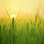回国仅5年，登Science封面，我国植物科学领域再取重大突破，附沈其荣、周俭民、王二涛点评
