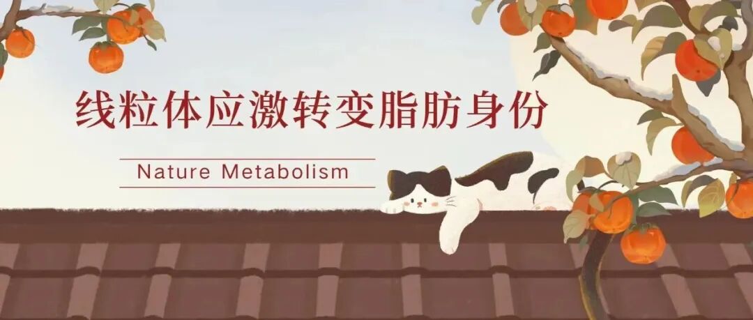 Nature Metabolism：线粒体应激转变脂肪身份