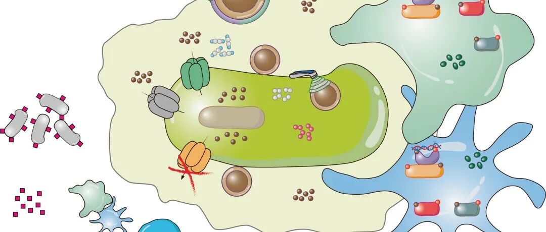 【Nat.Commun】可生物降解的产氧金属抗微生物药物在空间时间上用于声-金属-免疫疗法以对抗骨科生物膜感染