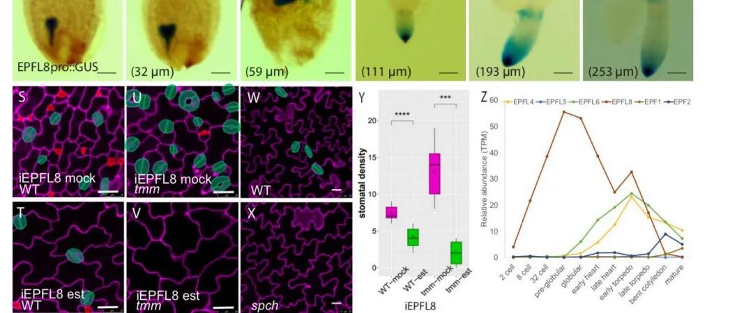 【作者解读】Plant Physiology美国罗格斯大学齐兴云教授团队在拟南芥胚胎发生过程中气孔细胞命运决定方面取得新进展