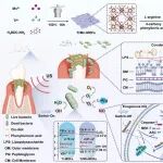 ACS Nano 丨哈尔滨医科大学研究团队设计产NO压电超声敏化剂解决深部牙周袋感染