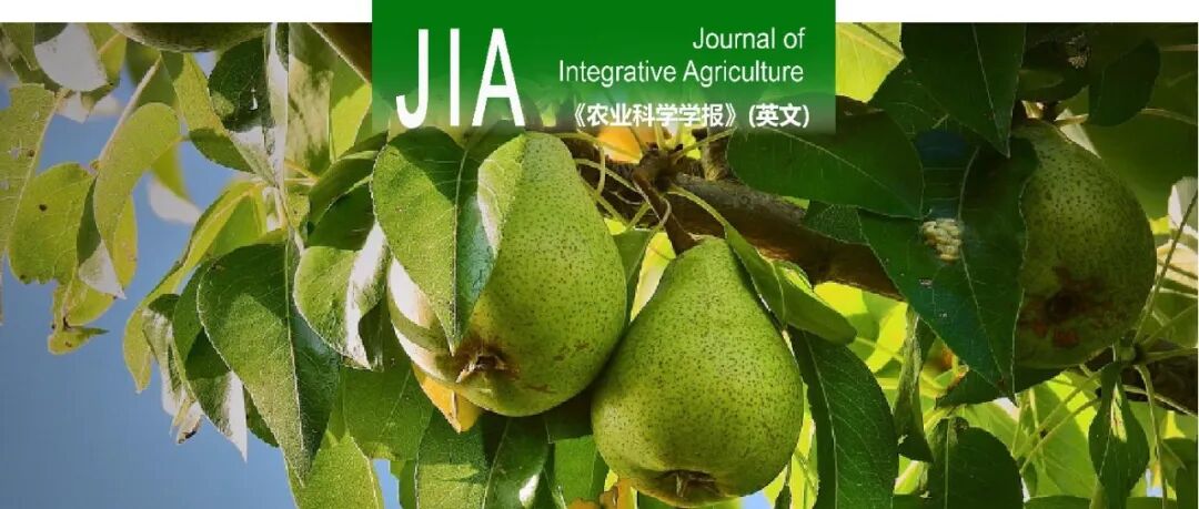 JIA | 青岛农业大学梨遗传改良与种质创新团队揭示PbDHN3对梨盐胁迫响应的研究