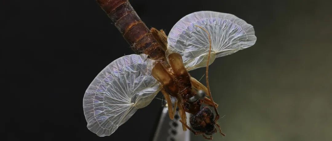 不止是纸的艺术！探索动物世界里那些藏着物理学密码的“自然折纸术”