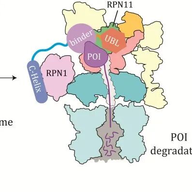 Protein & Cell | 上海科技大学许文青组揭秘Midnolin-蛋白酶体途径降解蛋白机制，直击“不可成药”靶点