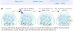 Science | 中国科学技术大学毕国强/刘北明/陶长路团队合作开发毫秒时间分辨冷冻电镜技术，破解神经突触传递生物物理机制